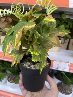 Miniatura 1 de Planta Artificial XY3