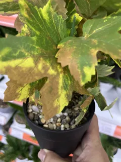Miniatura 2 de Planta Artificial XY3