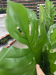 Miniatura 3 de Planta artificial LYU 11